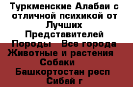 Туркменские Алабаи с отличной психикой от Лучших Представителей Породы - Все города Животные и растения » Собаки   . Башкортостан респ.,Сибай г.